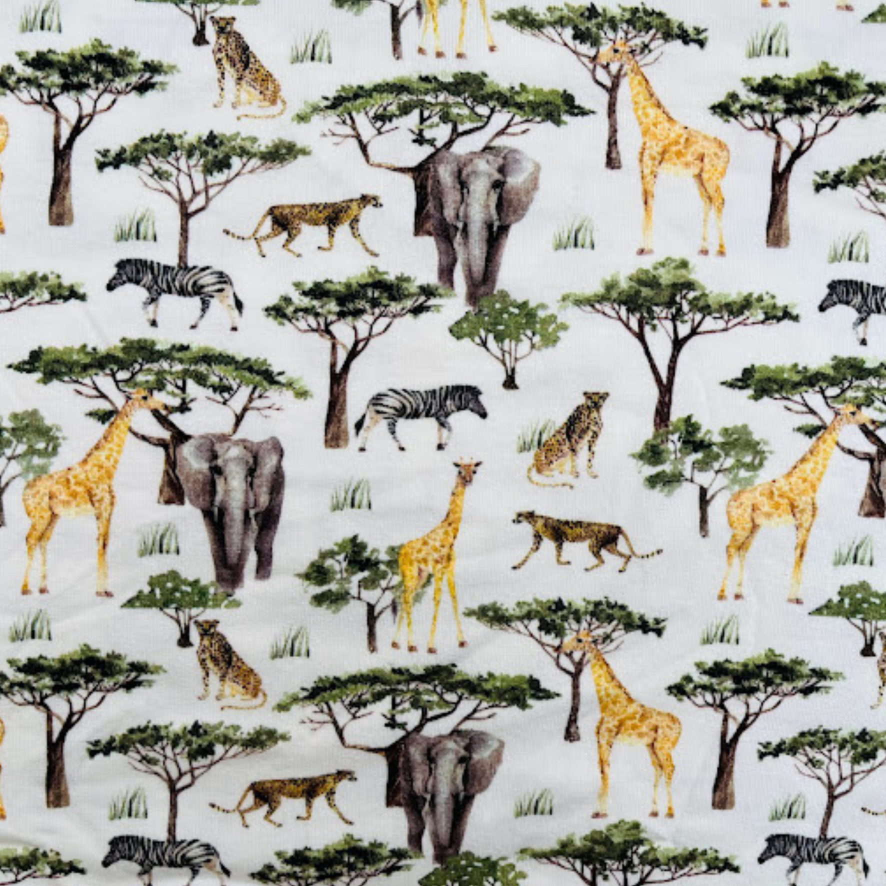 Safari